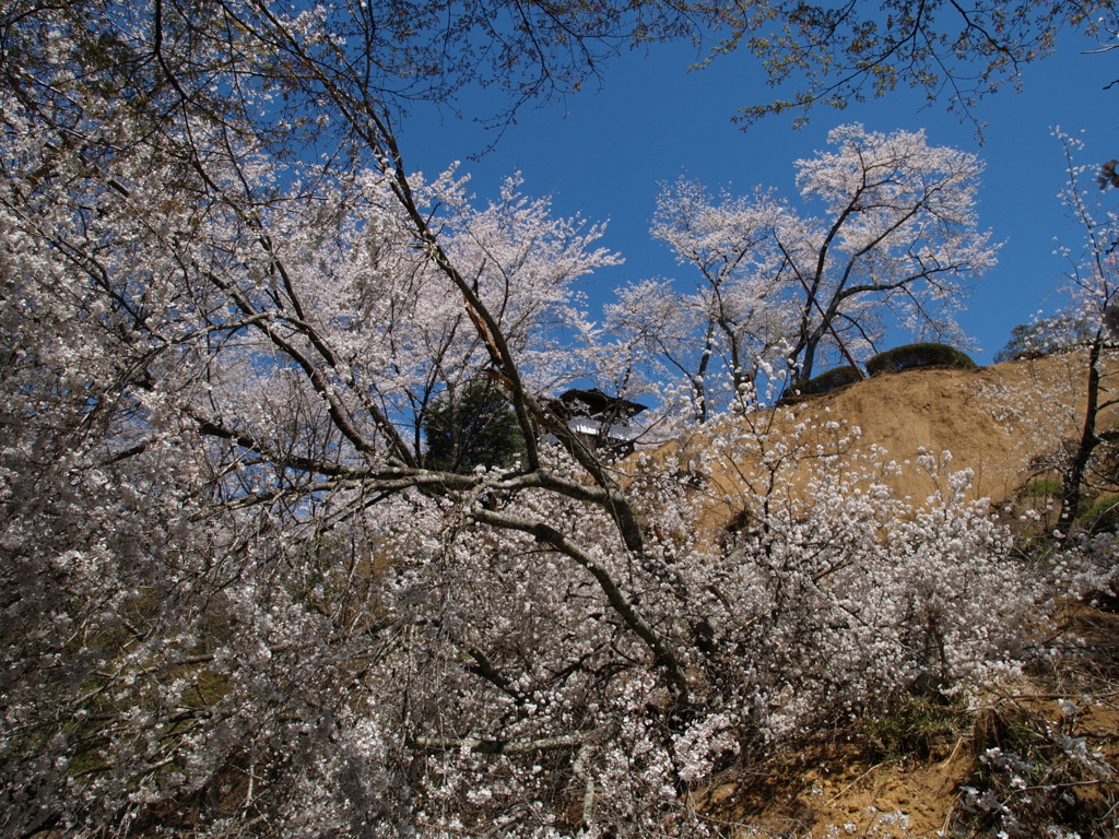 それでも桜は咲く…