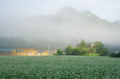 秋蕎麦の夢