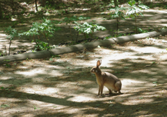 木漏れ日の野ウサギ