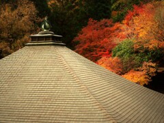 大屋根越しの秋