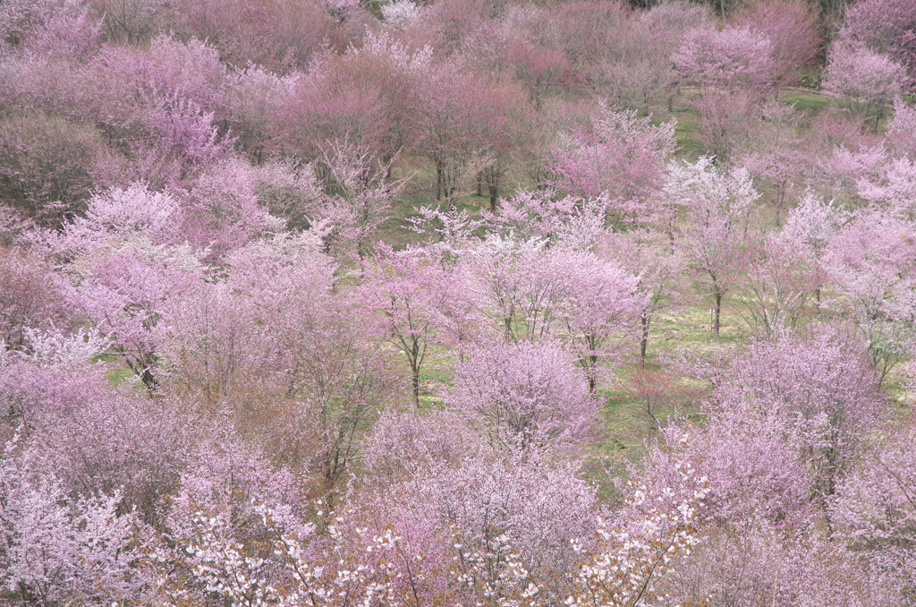 平和の色