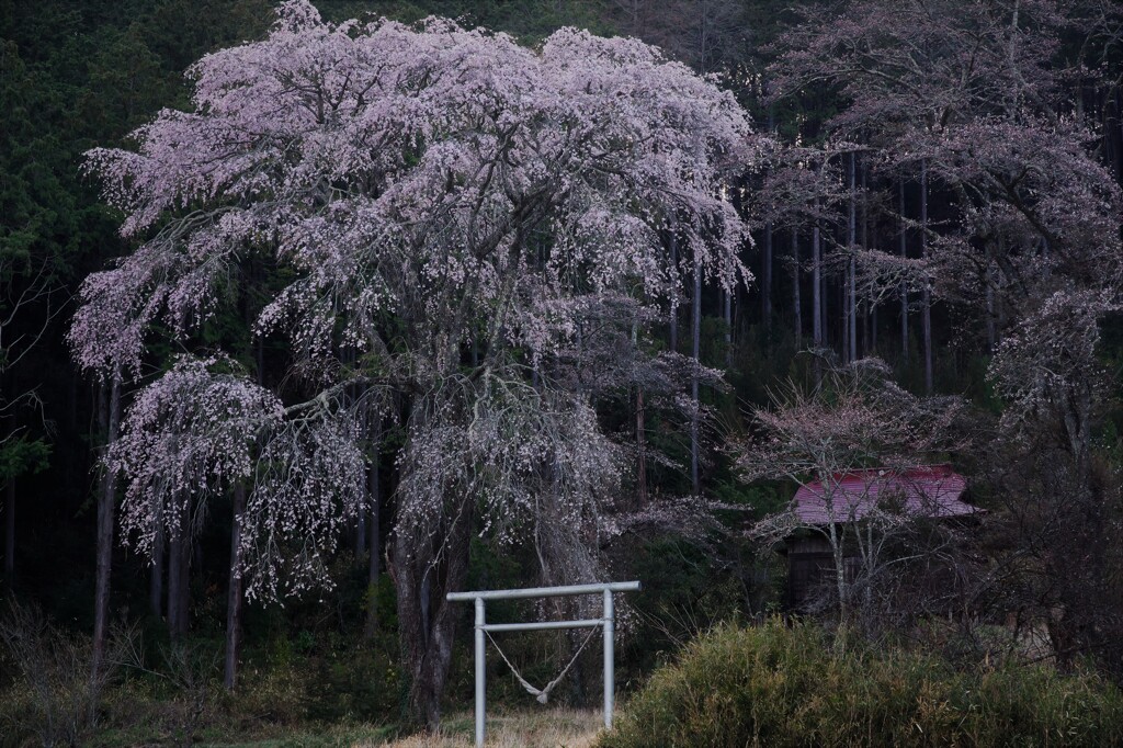 花冷えて