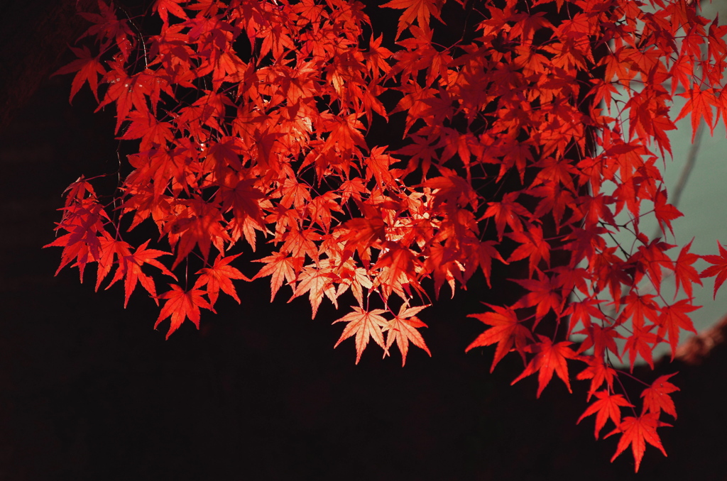 紅色くらべ