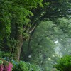 梅雨冷えの小径