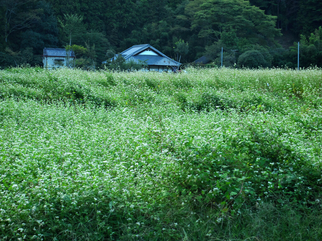 不揃いの畑