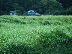 不揃いの畑