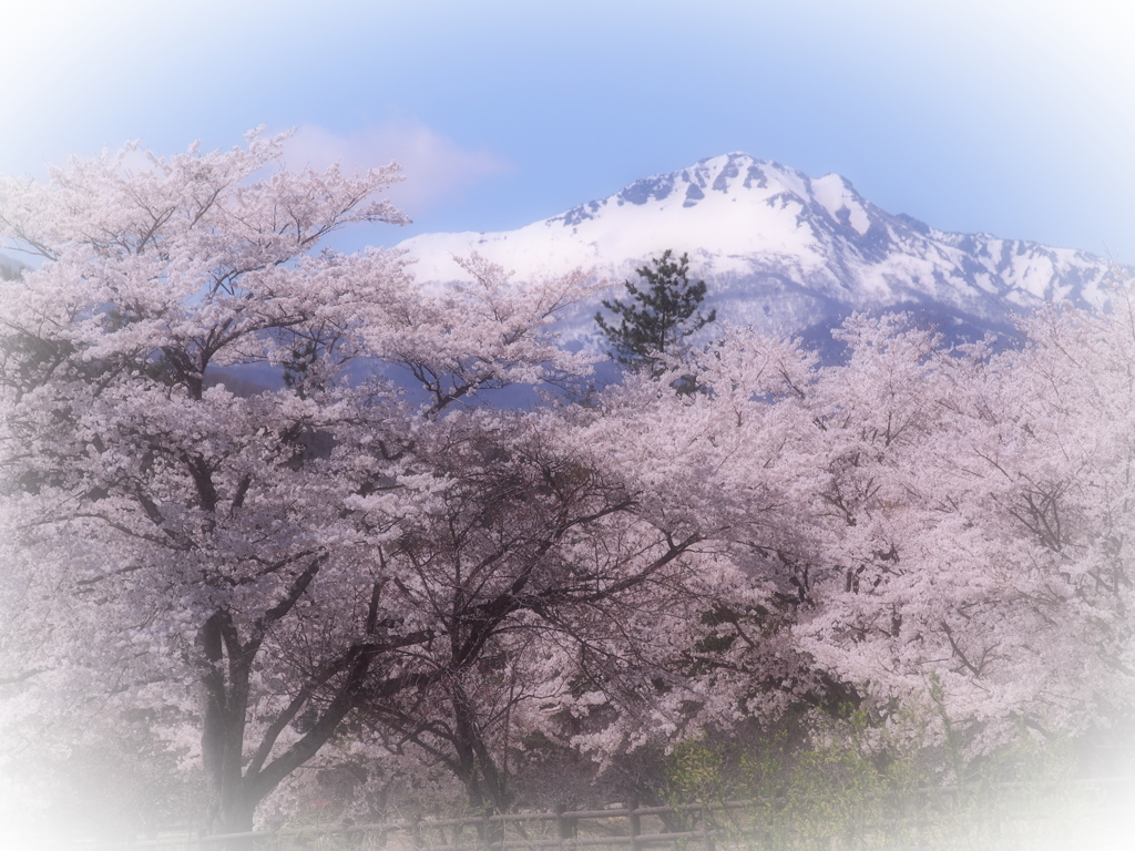 花めぐり