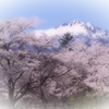 花めぐり