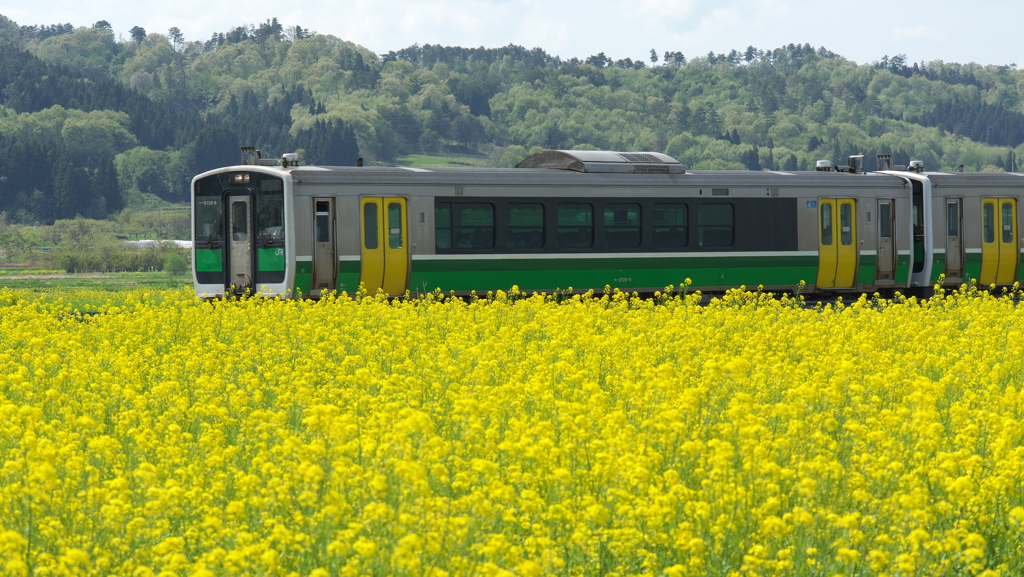 花かほる