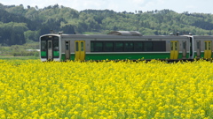 花かほる