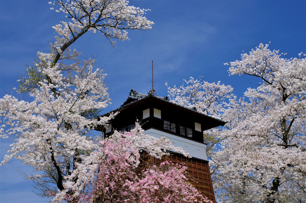 もののふの花