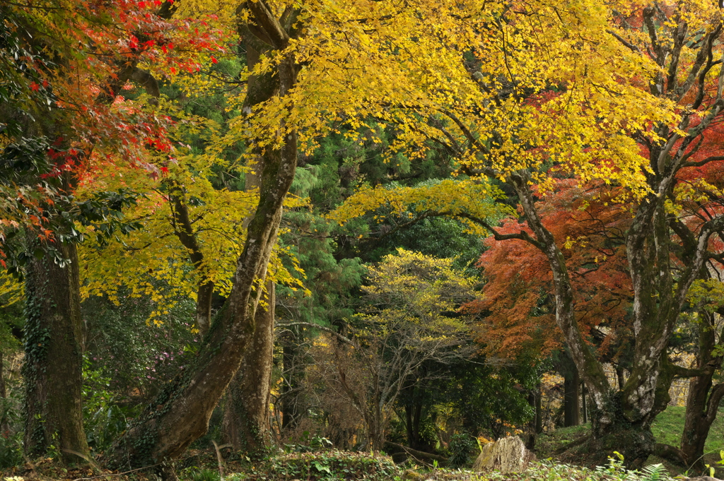 荒ぶる紅葉