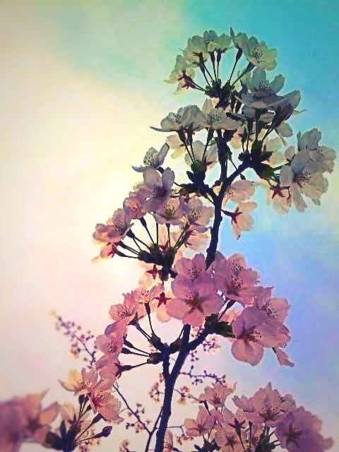 桜