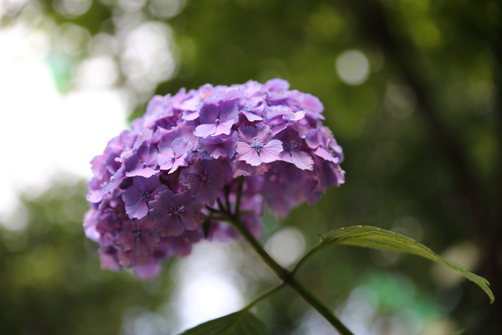 紫陽花_10