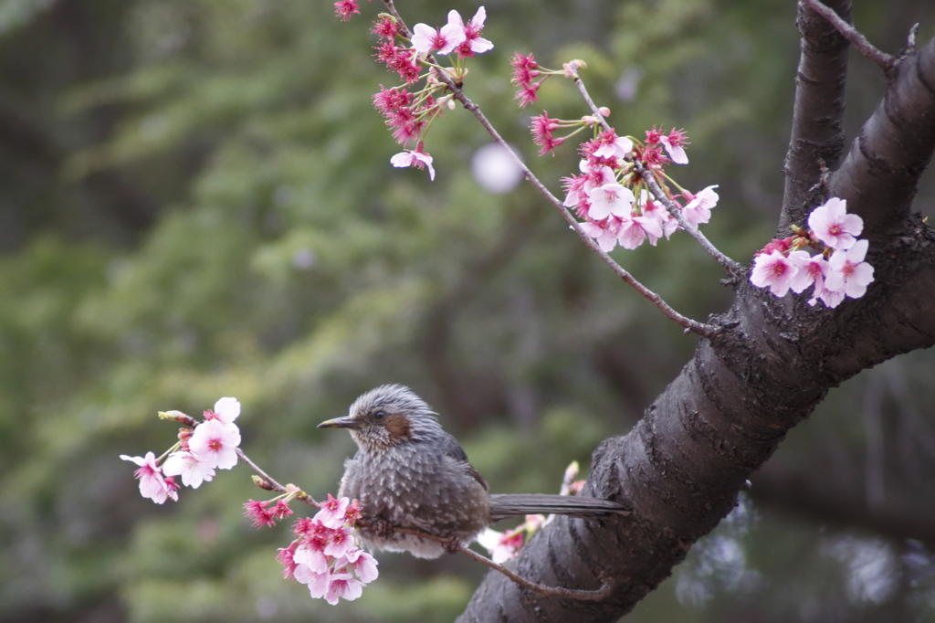 ヒヨドリと桜