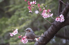 ヒヨドリと桜