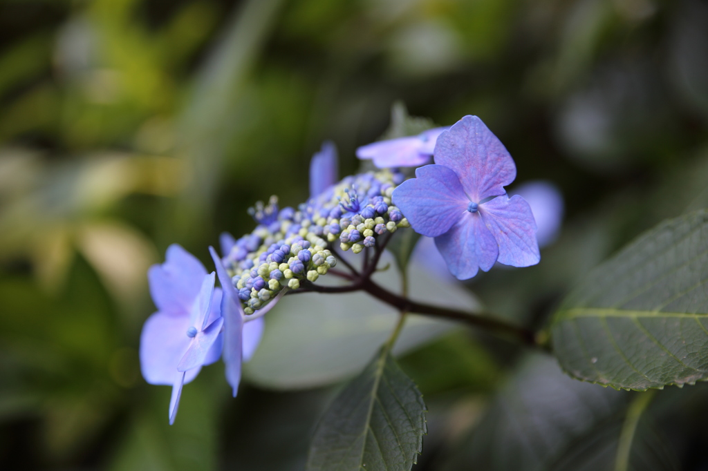 紫陽花_2