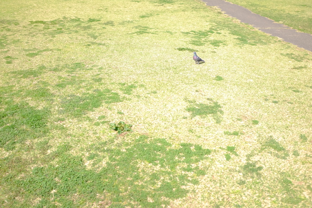 ごはん持ってないよぅ