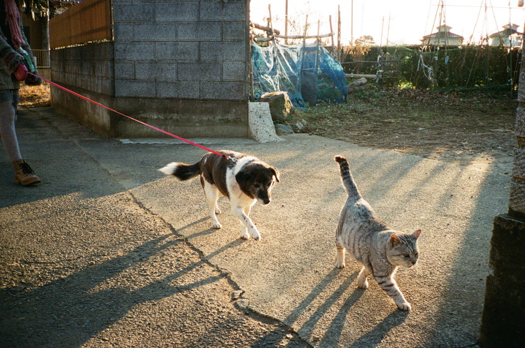 さんぽ