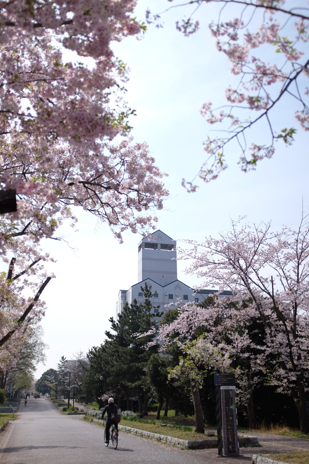 ひとりお花見