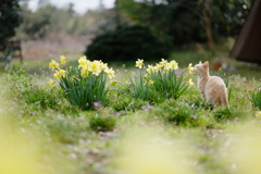 春のかおり