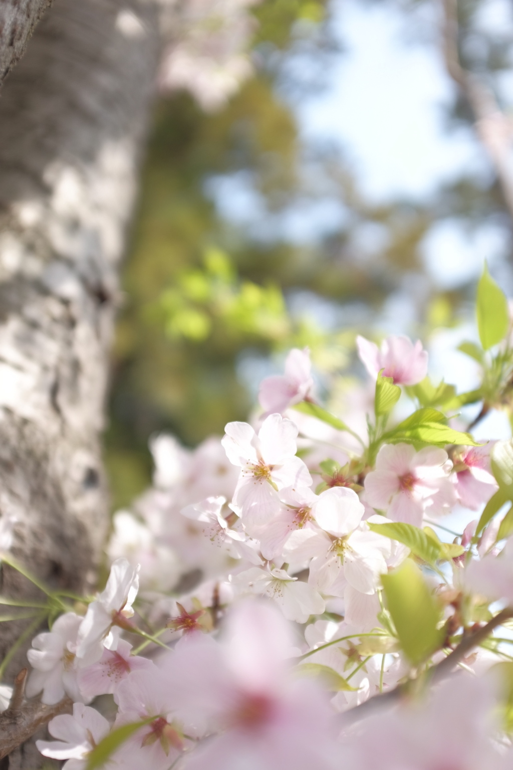 桜デス