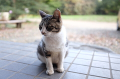 にゃんこ