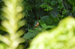 木陰のカワちゃん