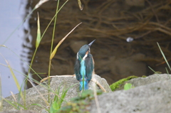 カワセミ