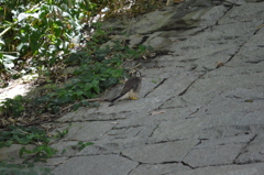 幼鳥