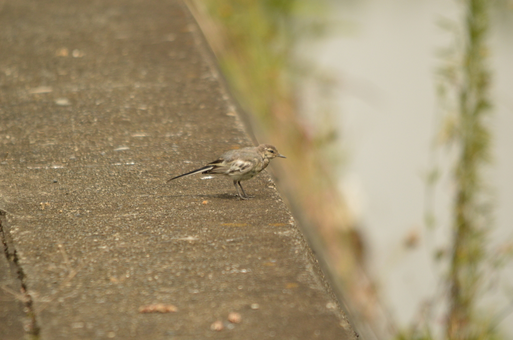 幼鳥・・・？