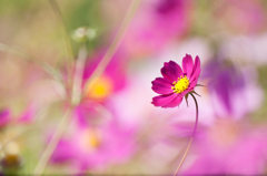 太陽をだけを見つめて　向日秋桜