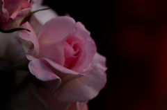 黄昏の薔薇