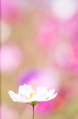 向日秋桜(コスモス)