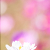 向日秋桜(コスモス)