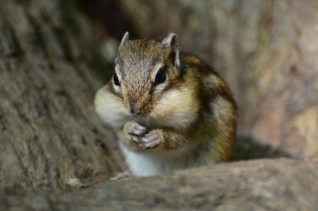 シマリス
