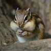 シマリス