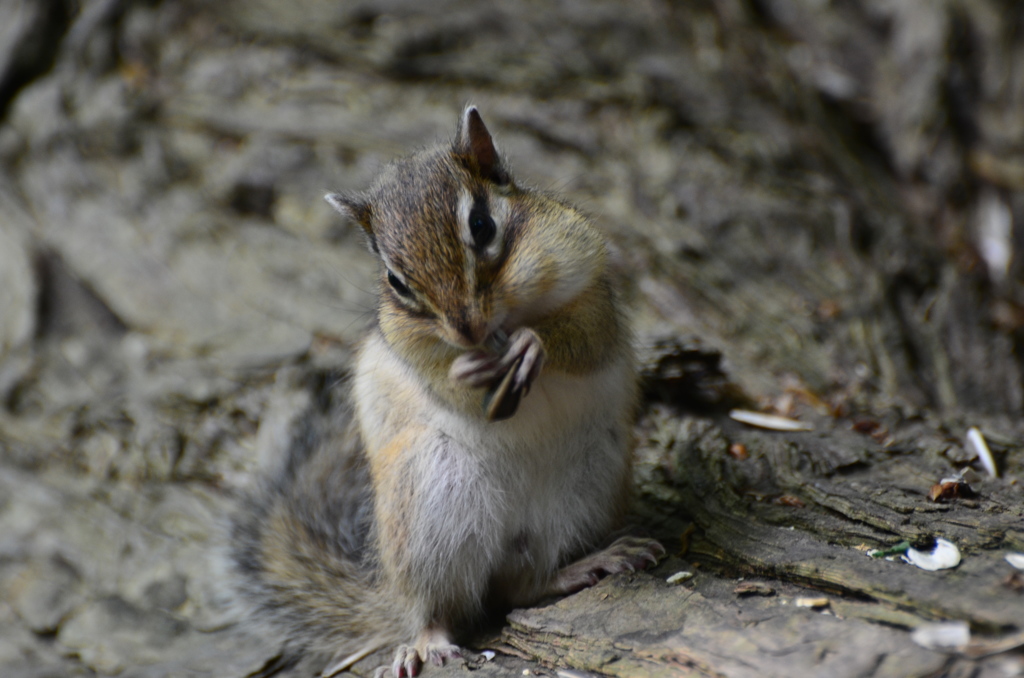 シマリス