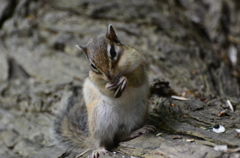 シマリス