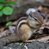 エゾシマリス