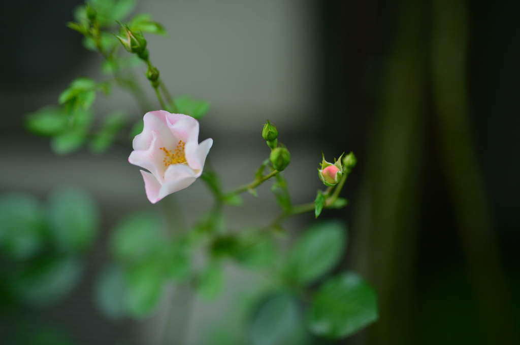 DSC_6009