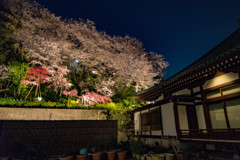 池上　養源寺の夜桜