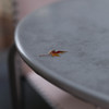 maple leaf