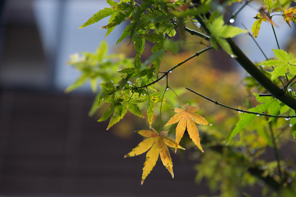 maple