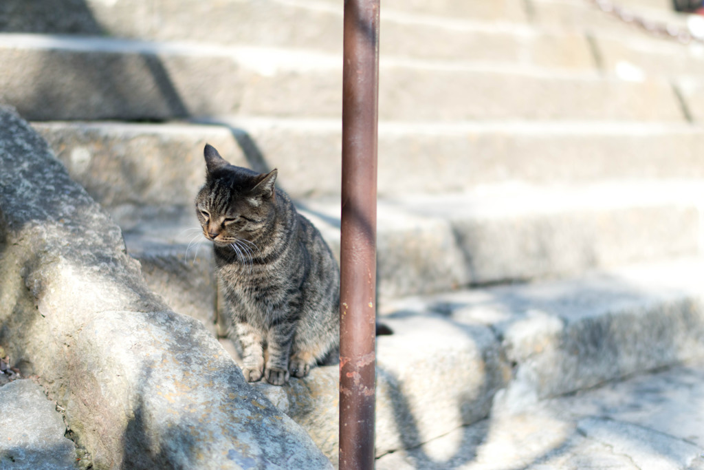 猫