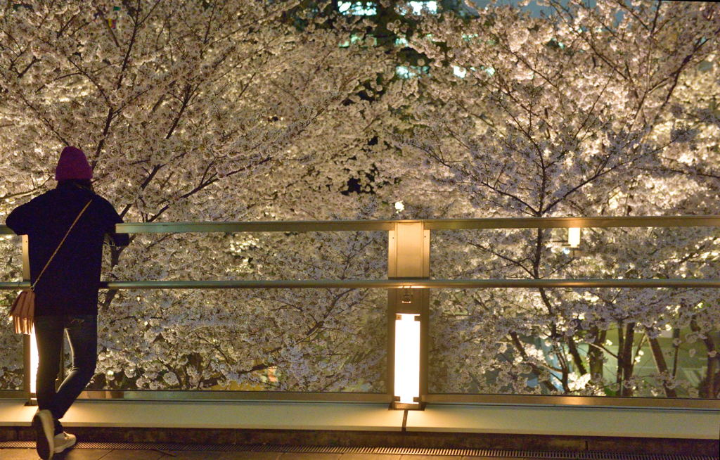 夜桜