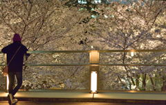 夜桜