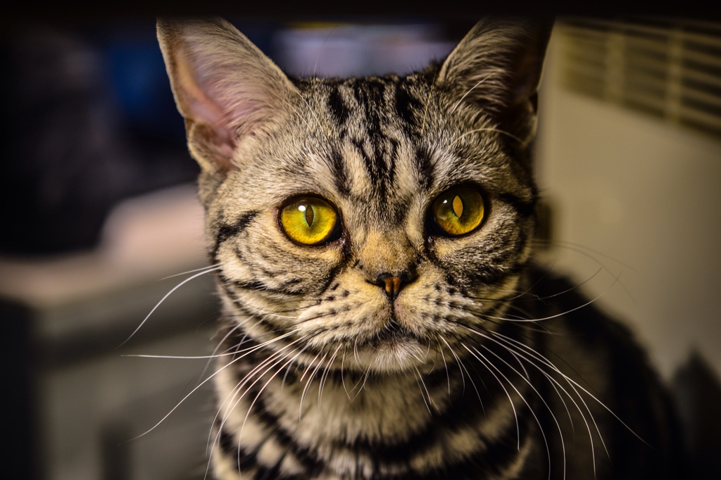 eyes