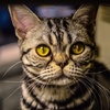 eyes