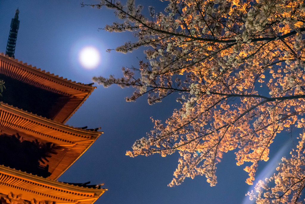 本門寺の夜桜